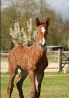 Vente de cheval : Warrior du Plantey